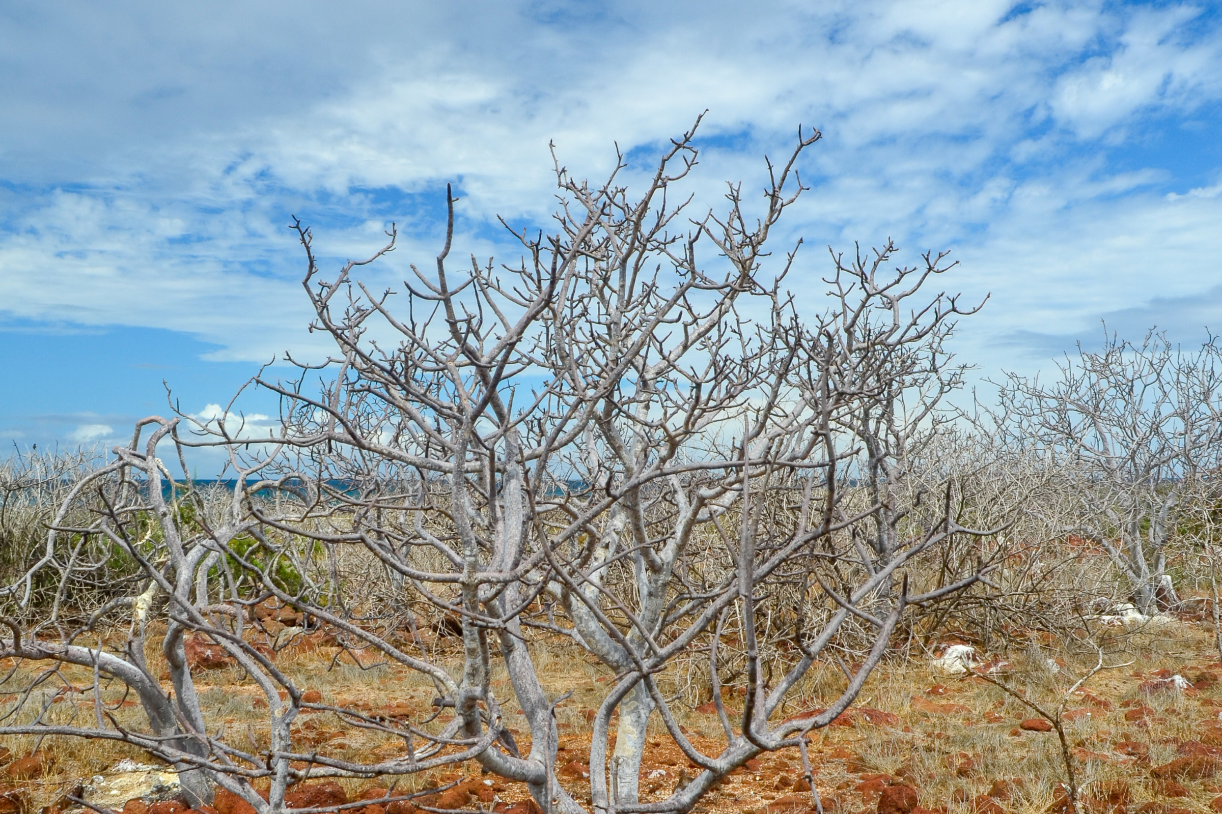 seymour ecological galapagos airport 02.webp